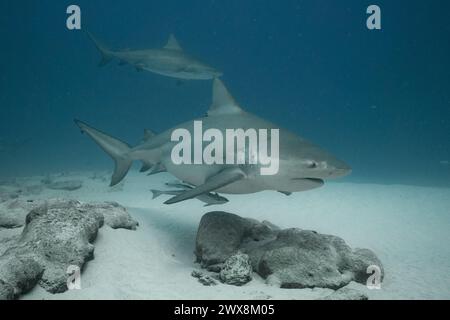 Gli squali toro nuotano liberamente a Shark Point Foto Stock