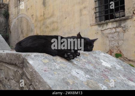 Simpatico gatto che si rilassa su un marciapiede nella città vecchia di Cattaro, in Montenegro. Il gatto Felis catus, gatto domestico, è una specie addomesticata della famiglia Fe Foto Stock