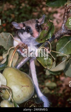 Il topo da giardino (Eliomys quercinus) su un ramo di pere Foto Stock