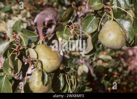 Il topo da giardino (Eliomys quercinus) su un ramo di pere Foto Stock