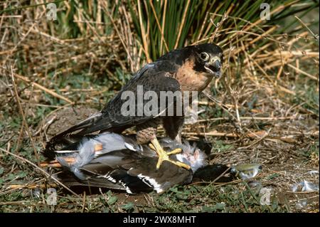 Falco peregrino (Falco peregrinus) che caccia un mallard Foto Stock