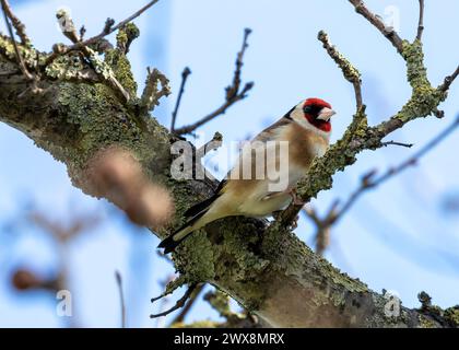 Vivace dorfinch con ali nere e maschera rossa, arroccato su un fiore ai Giardini Botanici di Dublino. Foto Stock