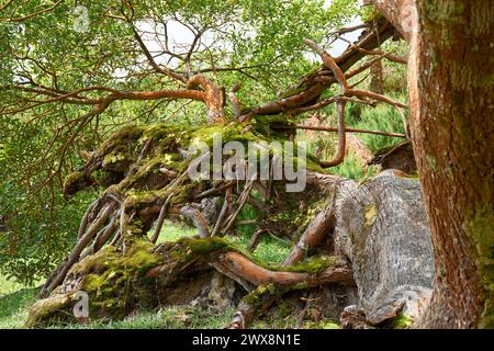 Albero caduto di colore muschio e zolfo dalle fumorole e dalle acque bollenti delle Furnas, sull'isola di San Miguel nelle Azzorre Portogallo Foto Stock