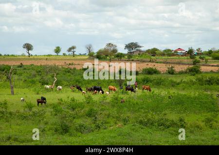 Arusha, Tanzania, Africa. 16. 10,2019 tradizionale villaggio Masai. I bambini africani allevano bestiame in un campo vicino a pali ad alta tensione Foto Stock