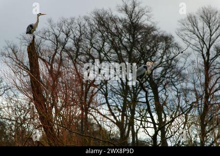 Heron grigio che vola, caccia e canottaggio Foto Stock