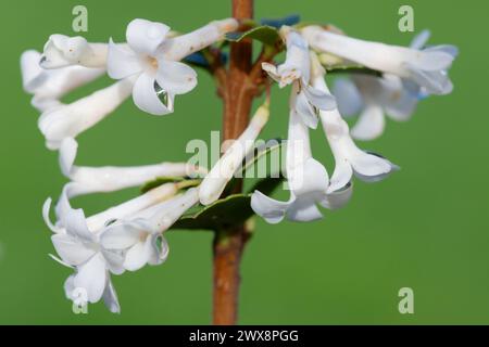 Primo piano di fiori di osmanthus delavayi in fiore Foto Stock