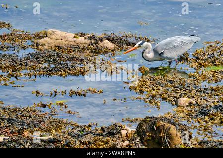 Heron grigio che vola, caccia e canottaggio Foto Stock