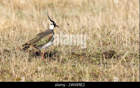 Vanellus vanellus vanellus, che vive in prati verdi e cerca cibo. Fauna selvatica nella natura. plover di terreni agricoli Foto Stock