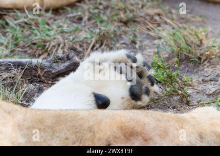 Una vista ravvicinata cattura i dettagli di una zampa di leoni, Panthera leo, con un motivo di pelliccia distinto. In Sud Africa. Foto Stock