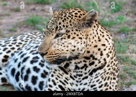 Una vista ravvicinata di un leopardo, Panthera pardus, giacché si trova sul terreno in Sud Africa. Il motivo della pelliccia dei leopardi è distinto e si fonde nel surro Foto Stock