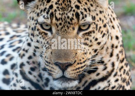 Questo scatto ravvicinato cattura un leopardo che fissa intensamente la fotocamera con uno sguardo mirato, mettendo in evidenza le caratteristiche potenti e maestose di Foto Stock