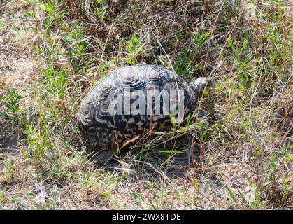 Una tartaruga leopardata, scientificamente conosciuta come Stigmochelys pardalis, si muove lentamente attraverso una vasta distesa di erba verde in Sud Africa. Foto Stock