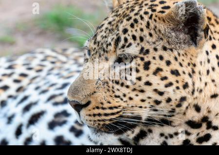 Una vista ravvicinata di un leopardo, Panthera pardus, giacché si trova a terra. In Sud Africa. Foto Stock