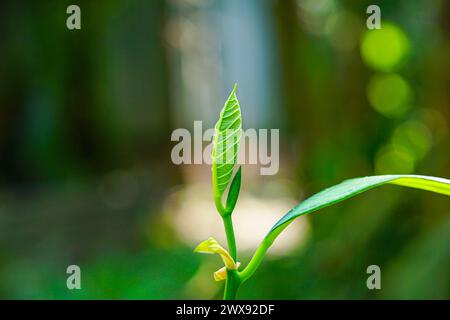 New Leaf , New Life, Concept, Young jackfruit Plant Growing Up in the Forest Foto Stock