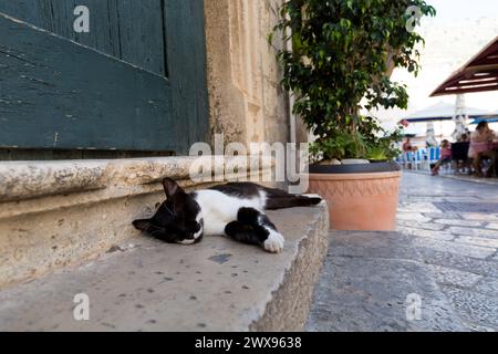Gatto bianco e nero che dorme sul gradino di pietra, nella città vecchia di Dubrovnik, Croazia. Foto Stock