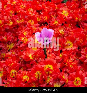 un tulipano viola alto in un campo di tulipani rossi Foto Stock