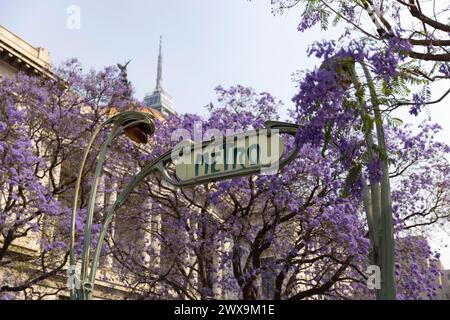 Città del Messico, Messico. 27 marzo 2024. Questa foto mostra gli alberi di jacaranda in fiore a città del Messico, Messico, il 27 marzo 2024. Crediti: Li Mengxin/Xinhua/Alamy Live News Foto Stock