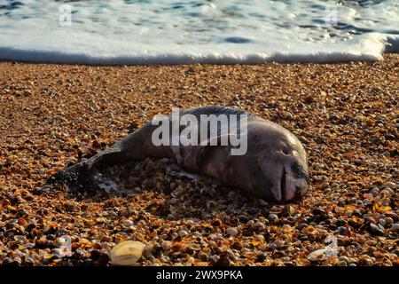 Un giovane delfino (Phocaena phocaena) morì durante una tempesta (o per altre ragioni) e fu lavato a riva dalle onde. Mare di Azov. Arabatskaya stre Foto Stock