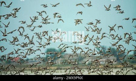 Migrazione delle limicolae (predominano stint, dunlin e curlew sandpiper) sulla costa di Arabatskaya Strelka, lago Sivash. Stop-over di maggio Foto Stock