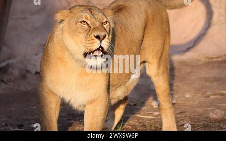 Nürnberg, Tiergarten, Zoo, Löwin, Bayern, zoo di Nürnberg, zoo di Löwe, Löwenfamilie, Löwe, Löwenbaby, Raubkatzen. Zoo di Schöner a Nürnberg Foto Stock