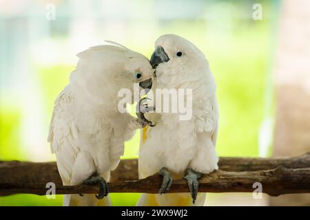 Coppia di romantici Tanimbar Corella (Cacatua goffiniana) noti anche come baci di cockatoo del Goffin Foto Stock