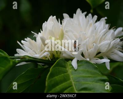 Ape di miele nana rossa sul caffè robusta fiorisce su pianta di alberi con foglia verde con sfondo nero. Petali e stami bianchi Foto Stock