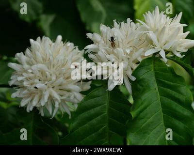 Ape di miele nana rossa sul caffè robusta fiorisce su pianta di alberi con foglia verde con sfondo nero. Petali e stami bianchi Foto Stock