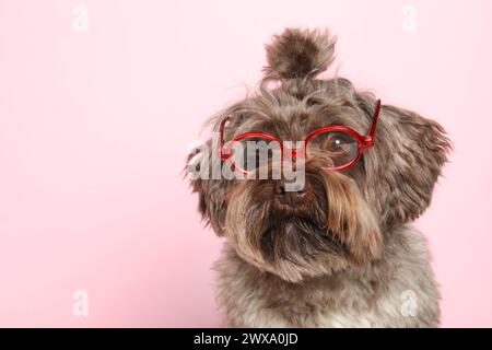 Carino cane Maltipoo che indossa occhiali su sfondo rosa, spazio per testo. Adorabile animale domestico Foto Stock