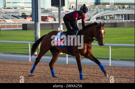 Meydan Racecourse, Dubai, Emirati Arabi Uniti, venerdì 29 marzo 2024; Newgate, il concorrente della Coppa del mondo di Dubai, e il loro pilota, prendono parte al tracciato dell'Ippodromo di Meydan, in vista della riunione della Coppa del mondo di Dubai, sabato 30 marzo 2024. Crediti JTW equine Images / Alamy Live News Foto Stock