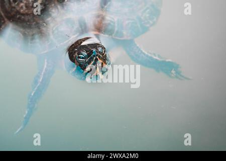 Una tartaruga di nuotare in un stagno Foto Stock