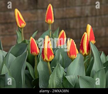 Edimburgo, Scozia, Regno Unito. 29 marzo 2024. Docce a pioggia per iniziare il venerdì Santo con brevi incantesimi di sole. Fioriture colorate di bulbi Tulip Stresa da Keukenhof in Olanda che crescono in un giardino domestico scozzese ricoperto di gocce di pioggia dalle docce notturne. Credito: Arch White/alamy notizie dal vivo. Foto Stock