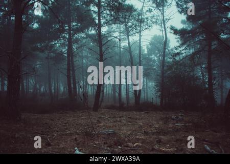 Nebbia tra gli alberi con uno stato d'animo drammatico, atmosfera della foresta scura. Foto Stock