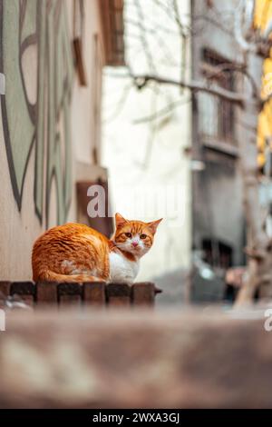 Una foto verticale di un adorabile gatto randagio bianco arancio su una recinzione Foto Stock