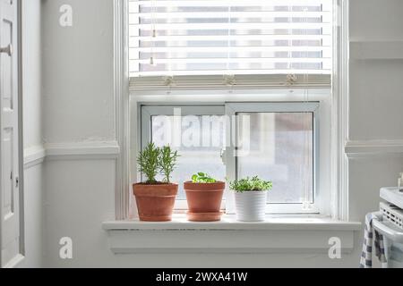 Erbe da cucina sul bordo della finestra in pentole Foto Stock