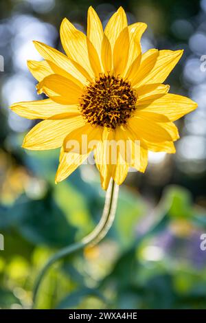 Giallo brillante retroilluminato Arrowleaf Balsamroot Wildflower con bokeh Foto Stock