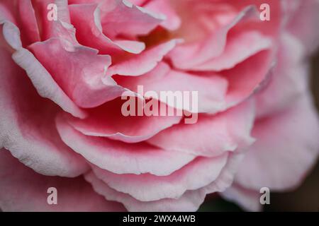 Delicati petali rosa rosa in un morbido effetto macro Foto Stock