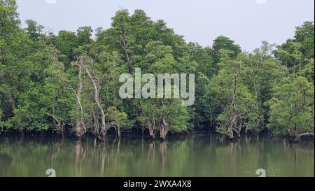 Un tranquillo specchio d'acqua riflette il lussureggiante baldacchino verde degli alberi circostanti, creando un'oasi tranquilla e appartata nel cuore della foresta. Chantaburi Thailandia Foto Stock