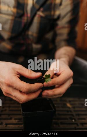 Primo piano di un uomo che tiene in mano semi di cavolfiore germogliati Foto Stock