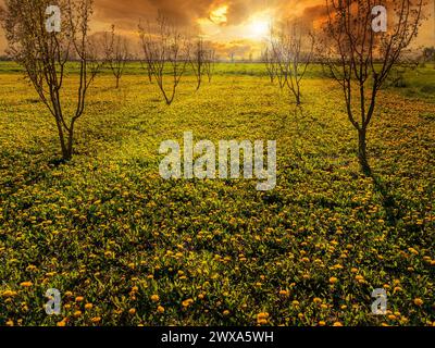 Campo di dente di leone giallo in fiore sul cielo del tramonto con i raggi del sole tra nuvole colorate in un paesaggio pittorico primaverile nella Pianura Padana italiana Foto Stock