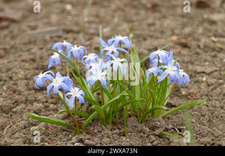 Un grappolo fiorito di Scilla forbesii, noto come Forbes gloria della neve in un letto di fiori in una soleggiata giornata primaverile. Foto Stock