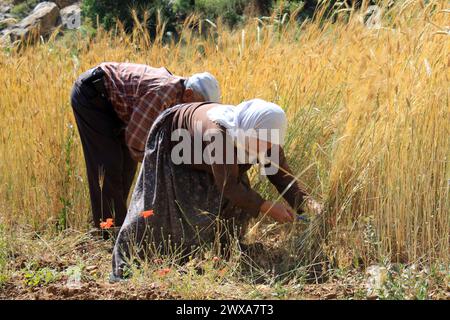 Persone che raccolgono grano in Anatolia Foto Stock