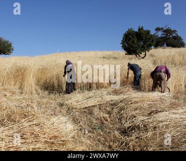 Persone che raccolgono grano in Anatolia Foto Stock