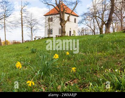 Narzissen Narcissus blühen am Totenhäusel, Aussichtspunkt über dem Elbtal bei Meißen, Sachsen, Deutschland *** Narcissus Narcissus fiorisce alla Tot Foto Stock