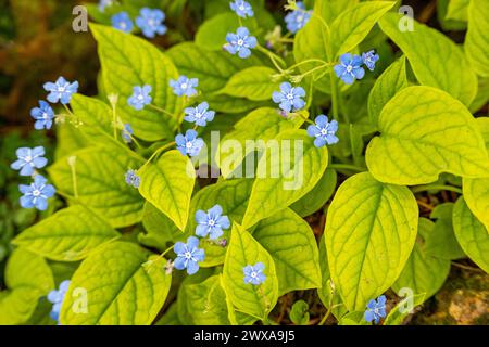 Omphalodes verna, verga di navelwort strisciante, Mary dagli occhi blu, è la famiglia delle Boraginaceae. Foto Stock