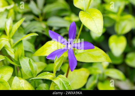 Vinca Major, con i nomi comuni perivinkle bigleaf, perivinkle grande, perivinkle maggiore e perivinkle blu, è una specie di pianta fiorente in Th Foto Stock