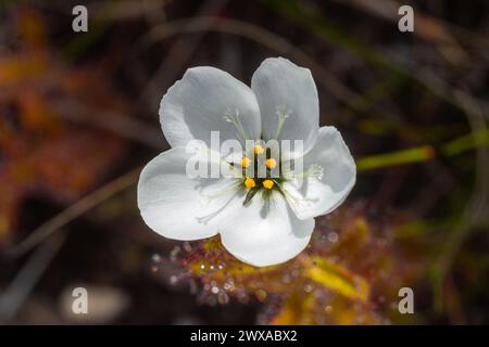 Fiore bianco di Drosera cistiflora, preso in habitat naturale vicino a Hermanus in Sud Africa Foto Stock