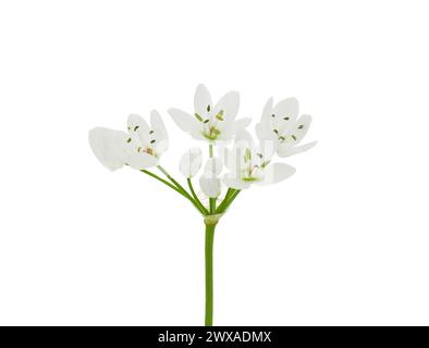 Fiore d'aglio bianco isolato su sfondo bianco, Allium neapolitanum Foto Stock