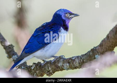 Violet-backed starling (Cinnyricinclus leucogaster), maschio, di Maasai Mara, Kenya. Foto Stock