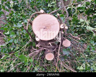 Ceppo di albero segato con anelli annuali visibili in una foresta nei Paesi Bassi Foto Stock