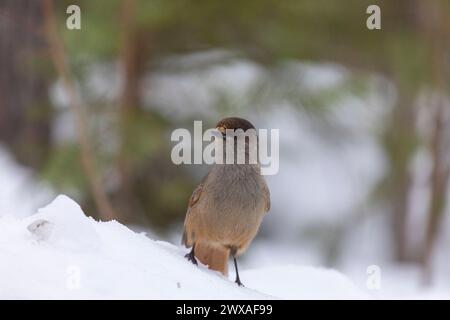 jay siberiano seduto sulla neve da vicino Foto Stock